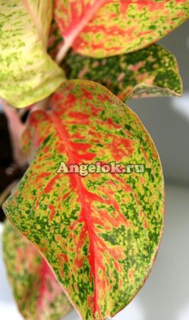 фото Аглаонема (Kwag sub) от магазина магазина орхидей Ангелок