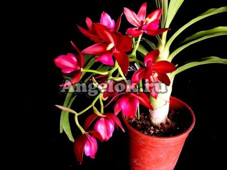 фото Цикнодес пестролистный (Cyc.Wine Delight variation of leaf) от магазина магазина орхидей Ангелок