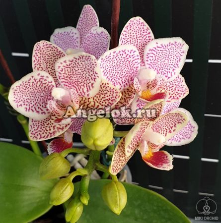 фото Фаленопсис (Phalaenopsis Tying Shin Jaguar) Тайвань от магазина магазина орхидей Ангелок