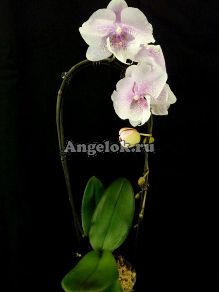 фото Фаленопсис Биг Лип (Phalenopsis Queen Kizz) от магазина магазина орхидей Ангелок