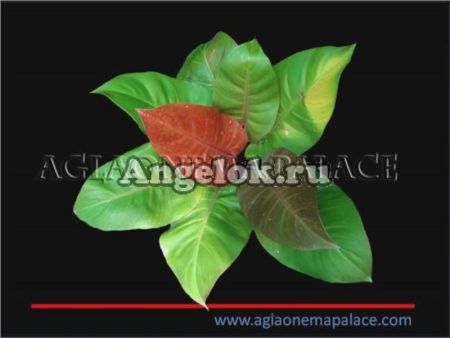 фото Филодендрон Красная Вишня (Philodendron Red Cherry) от магазина магазина орхидей Ангелок