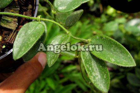 фото Хойя Томсони (Hoya Thomsonii) черенок от магазина магазина орхидей Ангелок