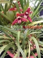 фото Максиллярия (Max. tenuifolia) Тайвань от магазина магазина орхидей Ангелок