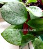 Хойя Биакенсис сплеш (Hoya Biakensis splash) черенок