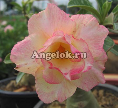 фото Адениум (Adenium obesum Pheom sub) от магазина магазина орхидей Ангелок