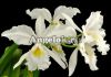 фото Каттлея Варшевича альба (Cattleya warscewiczii var. alba) от магазина магазина орхидей Ангелок