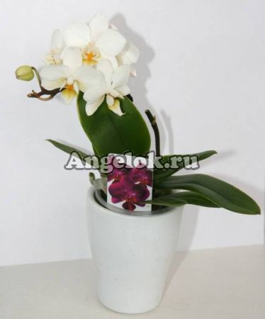 Фаленопсис мини (Phalaenopsis ) ph-19