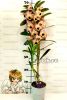 Дендробиум нобиле (D.nobile Sunny Eyes)
