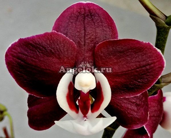 фото Фаленопсис Каода Твинкл (Phalaenopsis Kaoda Twinkle) Тайвань от магазина магазина орхидей Ангелок