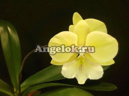 фото Фаленопсис Биг Лип детка (Phalaenopsis KS Big Stone) от магазина магазина орхидей Ангелок