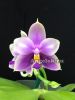 Фаленопсис (Phalaenopsis Samera) Тайвань