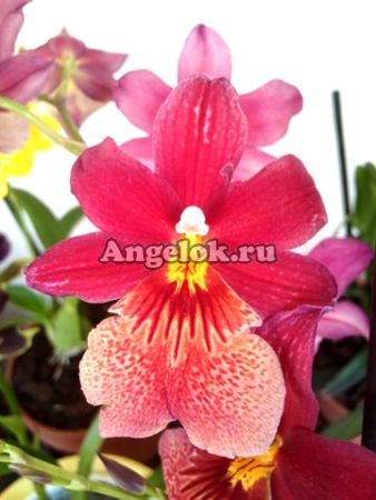 фото Камбрия детка (Vuylstekeara) v-11d детка от магазина магазина орхидей Ангелок