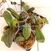 Фаленопсис Бронзовая Дева (Phalaenopsis Bronze Maiden) детка