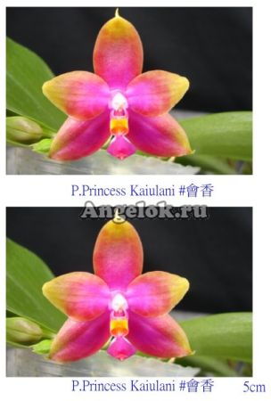 фото Фаленопсис (P. Princess kaiulani) Тайвань от магазина магазина орхидей Ангелок