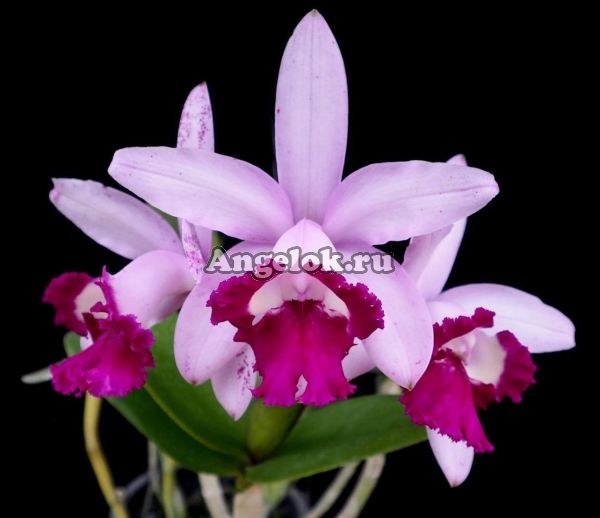 фото Каттлея (C.Intermedia 'Rio') от магазина магазина орхидей Ангелок