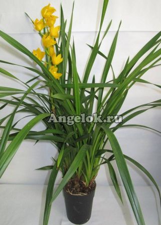 фото Цимбидиум (Cymbidium) c-03 от магазина магазина орхидей Ангелок