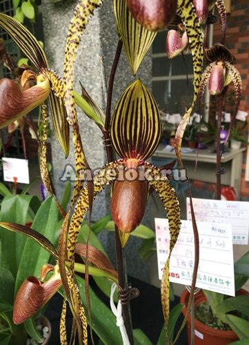 фото Пафиопедилум (Paph.Prince Edward of York) Тайвань от магазина магазина орхидей Ангелок