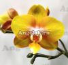 фото Фаленопсис Лас Вегас (Phalaenopsis Las Vegas) от магазина магазина орхидей Ангелок