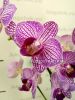 фото Фаленопсис (Phalaenopsis ) ph-12_2 от магазина магазина орхидей Ангелок
