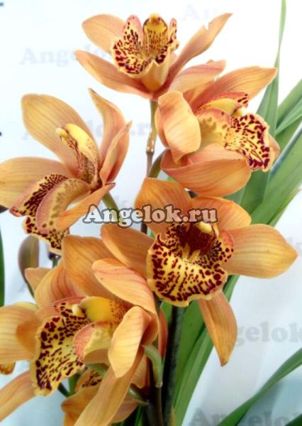 фото Цимбидиум (Cymbidium) c-02 от магазина магазина орхидей Ангелок