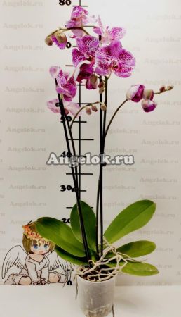 Фаленопсис Анна (Phalaenopsis Anna)