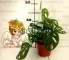фото Монстера косая (Monstera oblique) от магазина магазина орхидей Ангелок