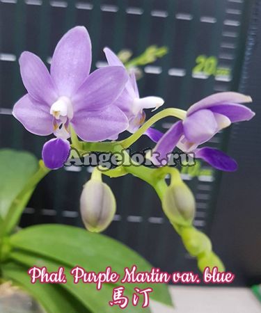фото Фаленопсис Мартин (Phalaenopsis Purple Martin var. blue) Тайвань от магазина магазина орхидей Ангелок
