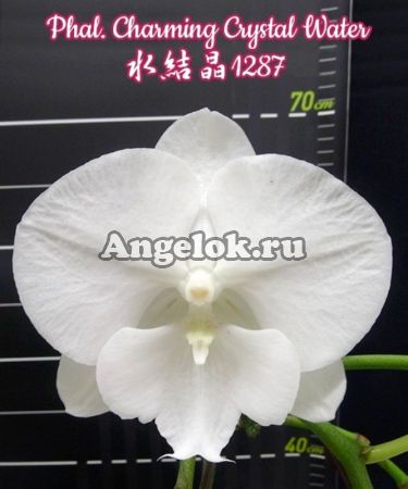 фото Фаленопсис Биг Лип (Phalaenopsis Charming Crystal Water) Тайвань от магазина магазина орхидей Ангелок