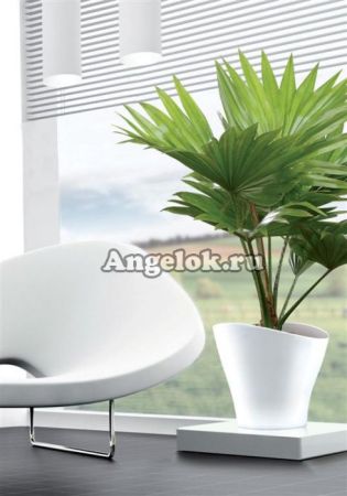 фото Кашпо пластиковое Шойрих "Волна" (Scheurich Wave) d-15 от магазина магазина орхидей Ангелок