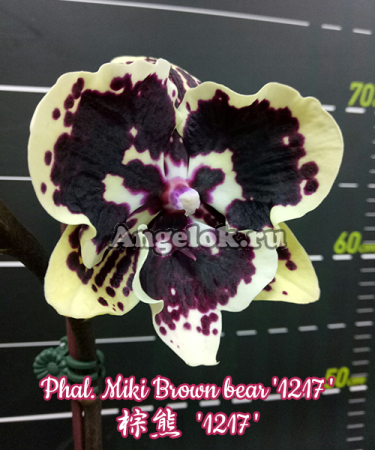 фото Фаленопсис Биг Лип (Phalaenopsis Miki Brown bear '1217') Тайвань от магазина магазина орхидей Ангелок