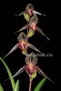 фото Пафиопедилум Ротшильда (Paphiopedilum rothschildianum) от магазина магазина орхидей Ангелок