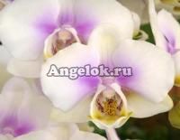фото Фаленопсис (Doritaenopsis Wedding Dress) от магазина магазина орхидей Ангелок
