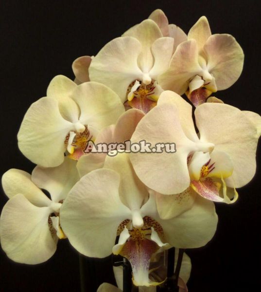 фото Фаленопсис Шампанское (Phalaenopsis Champange) от магазина магазина орхидей Ангелок