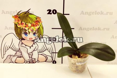 фото Фаленопсис Мики Кроун (Phalaenopsis Miki Crown '16') от магазина магазина орхидей Ангелок