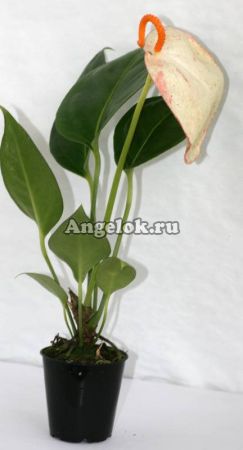 фото Антуриум Шерцера (Anthurium scherzerianum) 02 белый от магазина магазина орхидей Ангелок