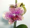 фото Фаленопсис (Phalaenopsis ) ph-96 от магазина магазина орхидей Ангелок