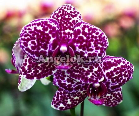 фото Фаленопсис Дикий кот детка (Phalaenopsis Lioulin Wild Cat) от магазина магазина орхидей Ангелок