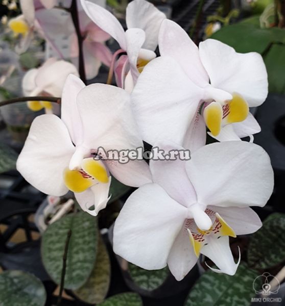 фото Фаленопсис Филиппинский (Phalaenopsis philippinensis) от магазина магазина орхидей Ангелок