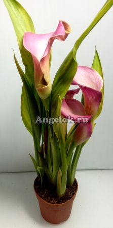 фото Калла (Zantedeschia) розовая от магазина магазина орхидей Ангелок
