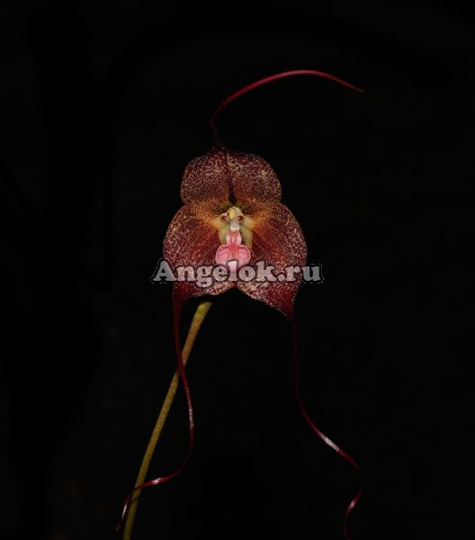 фото Дракула (Dracula gigas black) от магазина магазина орхидей Ангелок