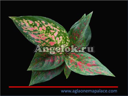 фото Аглаонема (Aglaonema Venus) от магазина магазина орхидей Ангелок