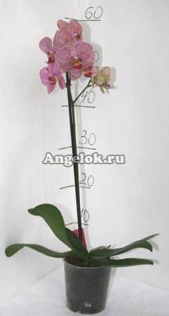 Фаленопсис (Phalaenopsis ) ph-12_1
