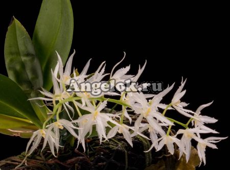 фото Вармингия Евгении (Warmingia eugenii) от магазина магазина орхидей Ангелок