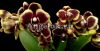 фото Фаленопсис (Phalaenopsis Brown Sugar) от магазина магазина орхидей Ангелок