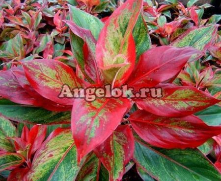фото Аглаонема (Aglaonema Siam Aurora) от магазина магазина орхидей Ангелок
