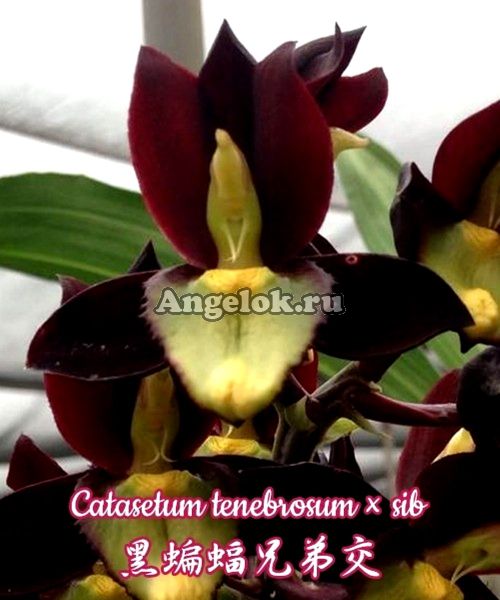 фото Катасетум (Catasetum tenebrosum × sib) Тайвань от магазина магазина орхидей Ангелок