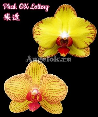 фото Фаленопсис (Phalaenopsis OX Lottery) Тайвань от магазина магазина орхидей Ангелок