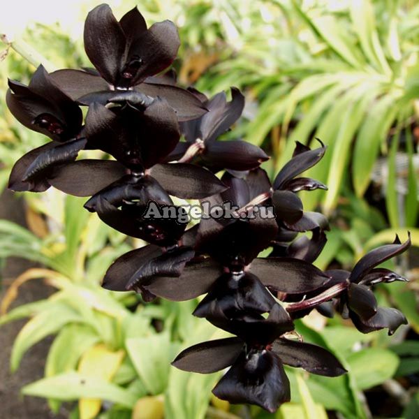 фото Черная орхидея (Monnierara millennium magic 'witchcraft'AM/AOS) от магазина магазина орхидей Ангелок