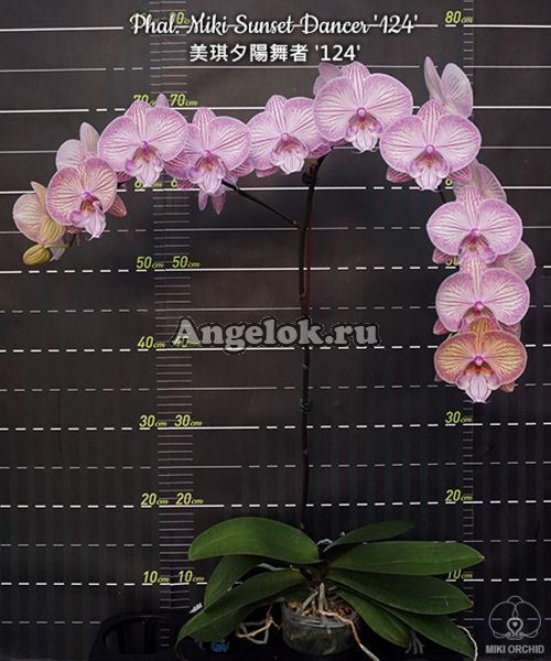 фото Фаленопсис (Phalaenopsis Miki Sunset Dancer '124') Тайвань от магазина магазина орхидей Ангелок