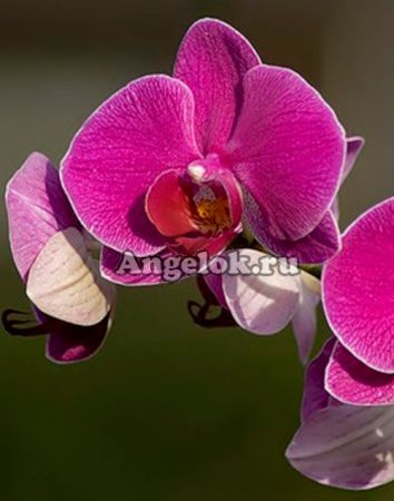 фото Фаленопсис (Phalaenopsis ) ph-18 от магазина магазина орхидей Ангелок